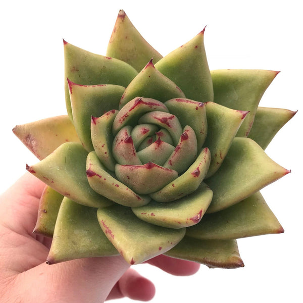 Echeveria Agavoides Maria 4"-5" Rare Succulent Plant