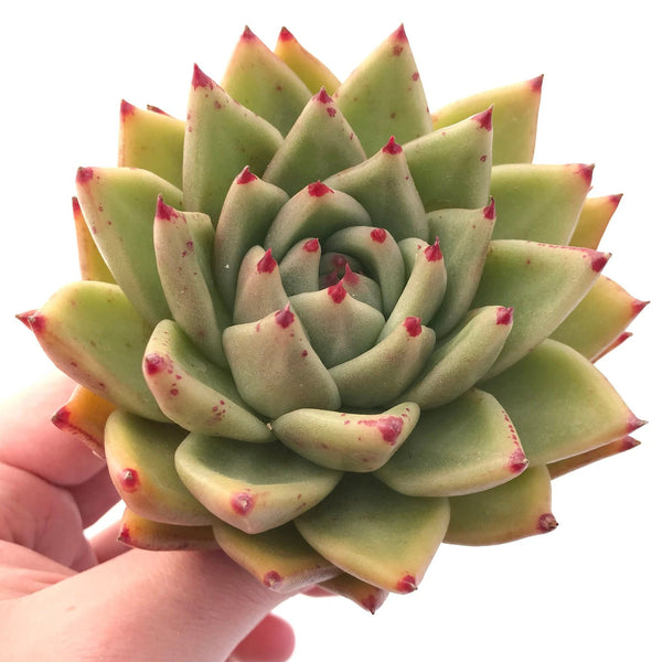 Echeveria Agavoides Maria 5"-6" Rare Succulent Plant