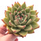 Echeveria Agavoides Maria 5"-6" Rare Succulent Plant