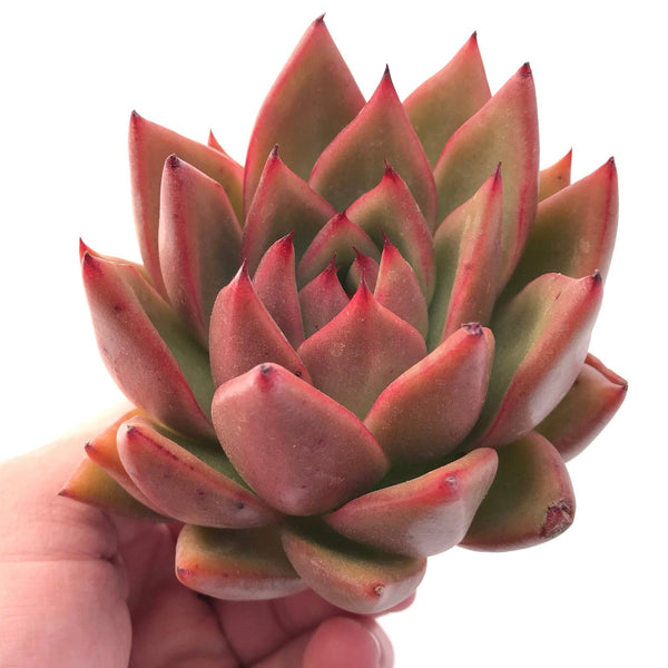 Echeveria Agavoides Maria 3"-4" Rare Succulent Plant