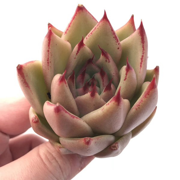 Echeveria Agavoides Maria 3" Rare Succulent Plant