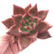 Echeveria Agavoides Maria 3"-4" Rare Succulent Plant