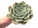 Echeveria Sp Extremely Large 7"-8" Rare Succulent Plant