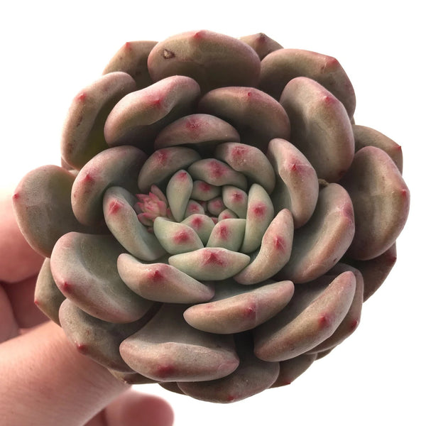 Echeveria Ariel 2"-3" Rare Succulent Plant