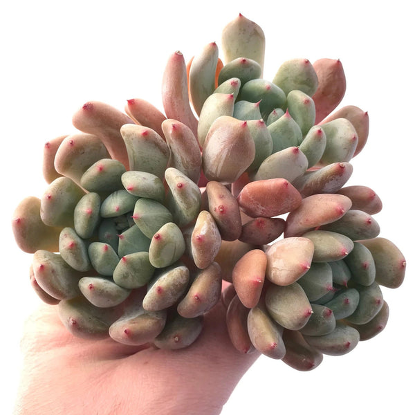 Pachyphytum Hybrid Cluster 5" Rare Succulent Plant