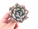 Echeveria Ivory 2" Rare Succulent Plant