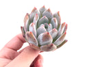 Echeveria Ivory 2" Rare Succulent Plant