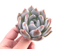 Echeveria Ivory 2" Rare Succulent Plant