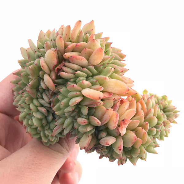 Echeveria Rajoya Crested Cluster 4" Rare Succulent Plant