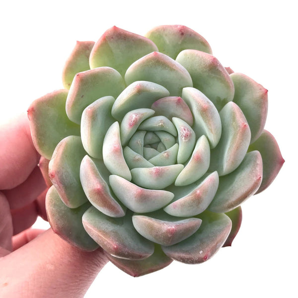 Echeveria Helena 3" Rare Succulent Plant