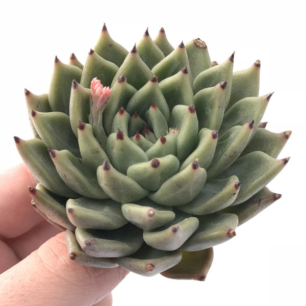 Echeveria Agavoides Sarabony 2"-3" Rare Succulent Plant