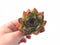 Echeveria Agavoides Royal 2"-3" Rare Succulent Plant