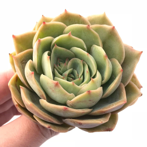 Echeveria sp. 3" Rare Succulent Plant