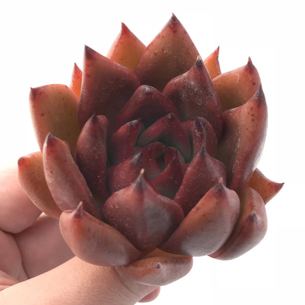 Echeveria Agavoides Mundy Hybrid 2"-3" Rare Succulent Plant