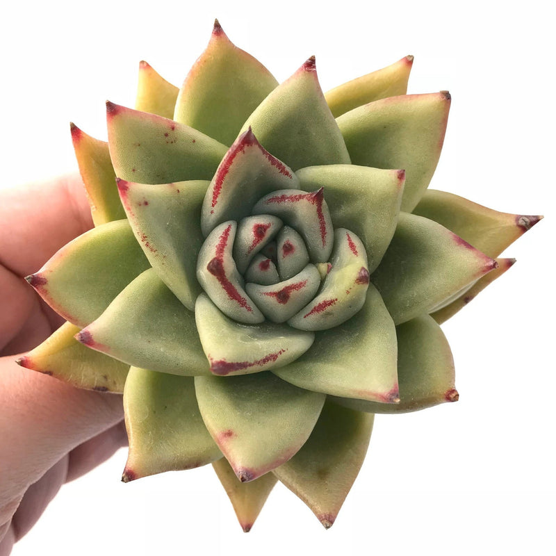 Echeveria Agavoides Mexican Maria 3"-4" Rare Succulent Plant