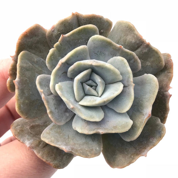 Echeveria Lilacina Mutated 3" Rare Succulent Plant