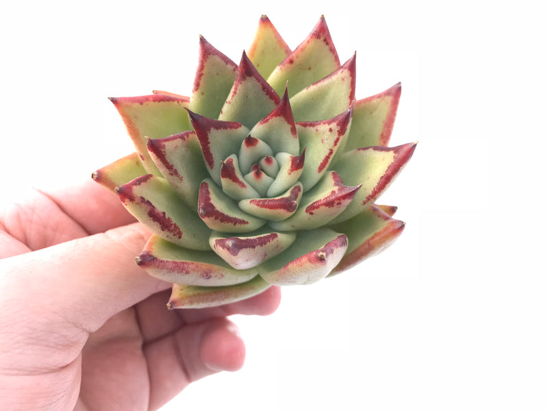 Echeveria Agavoides Ebony 3" Rare Succulent Plant