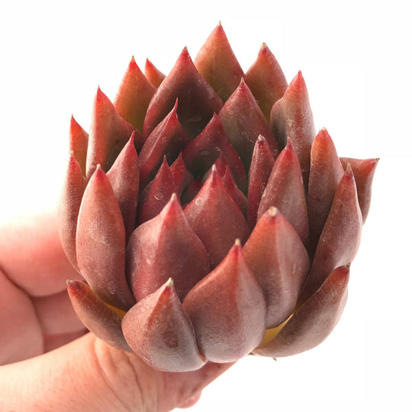 Echeveria Agavoides Maria Hybrid 3" Rare Succulent Plant