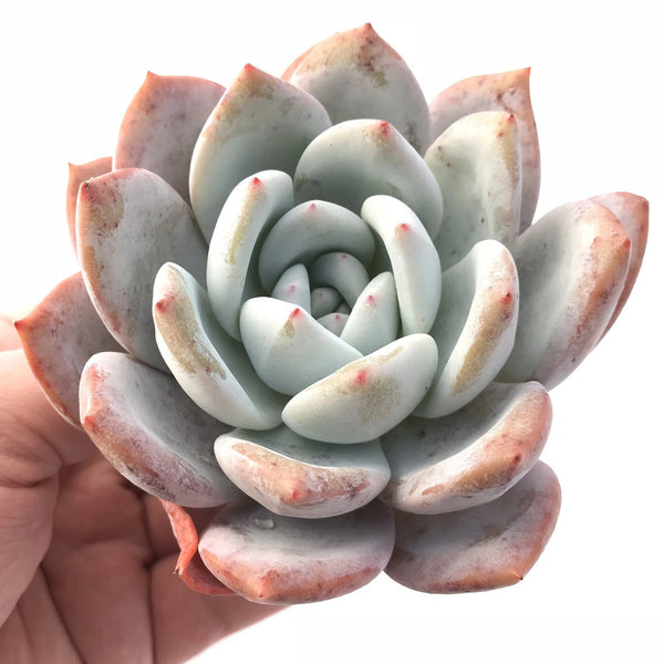 Echeveria Ivory 3"-4" Rare Succulent Plant