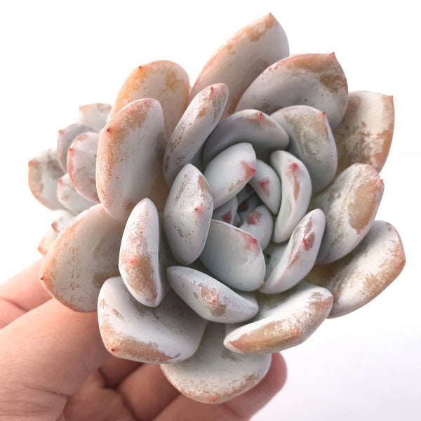 Echeveria Ivory 2"-3" Double Head Rare Succulent Plant