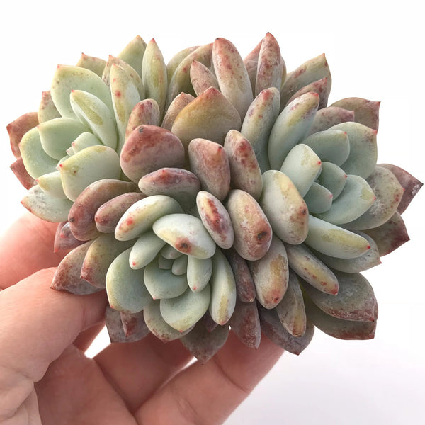 Echeveria Orange Monroe 4" Rare Succulent Plant