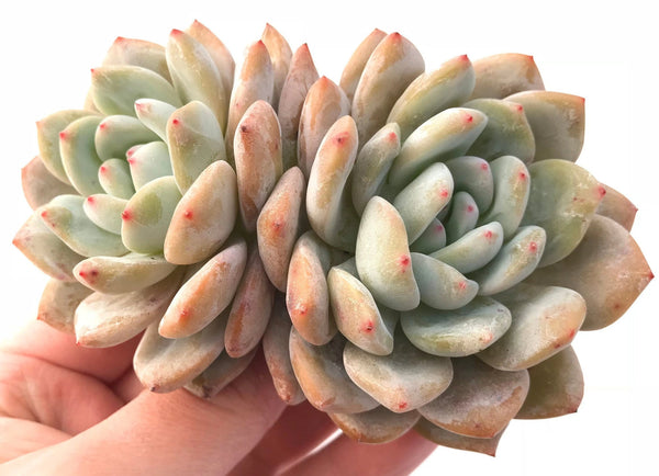 Echeveria Orange Monroe 4" Rare Succulent Plant