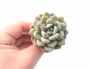 Echeveria Ice Cream 2" Rare Succulent Plant