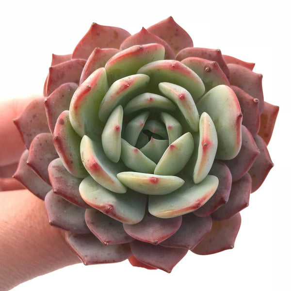 Echeveria Amante 2" Rare Succulent Plant