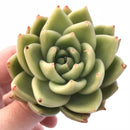 Echeveria Agavoides Latte 2"-3" Rare Succulent Plant