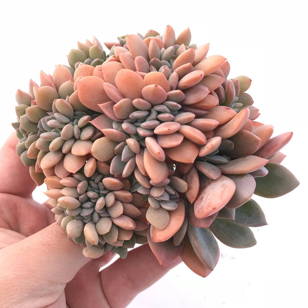 Echeveria Debbie Crested Cluster 4" Rare Succulent Plant