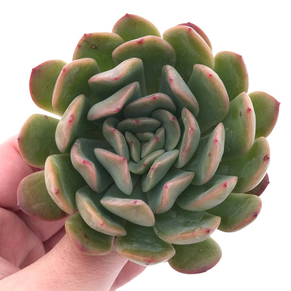 Echeveria Hybrid 3"-4" Rare Succulent Plant