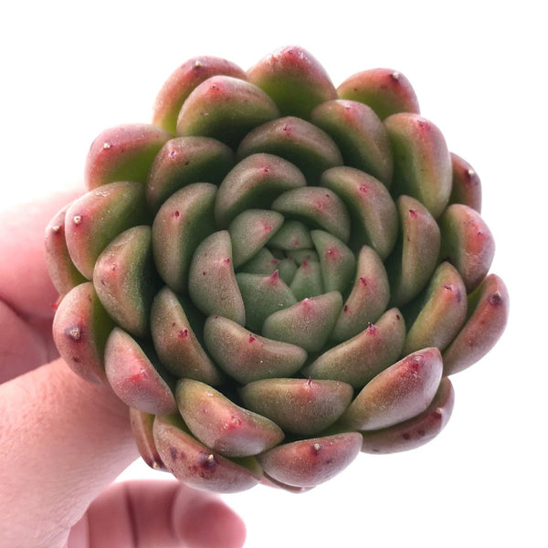 Echeveria Agavoides 'Siren' 2"-3" Rare Succulent Plant