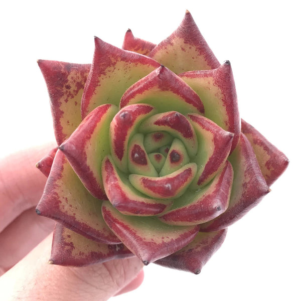 Echeveria Agavoides Ebony 2"-3" Rare Succulent Plant