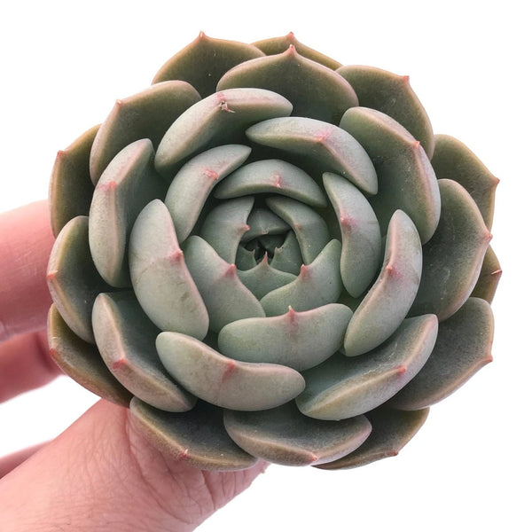 Echeveria Maroon Hill 2"-3" Rare Succulent Plant