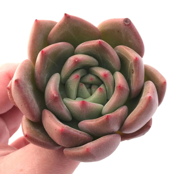 Echeveria Pink Champagne 2"-3" Rare Succulent Plant