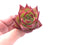 Echeveria Agavoides Ebony 2"-3" Rare Succulent Plant