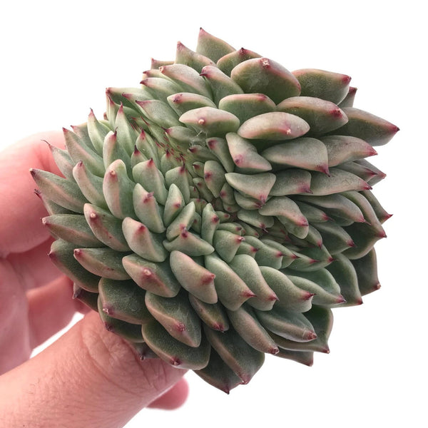 Echeveria Sarahime Crested 2"-3" Rare Succulent Plant