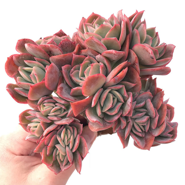 Echeveria Luella Crested 7"-8" Rare Succulent Plant