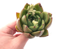 Echeveria Agavoides 'Old Love' 3"-4" Rare Succulent Plant