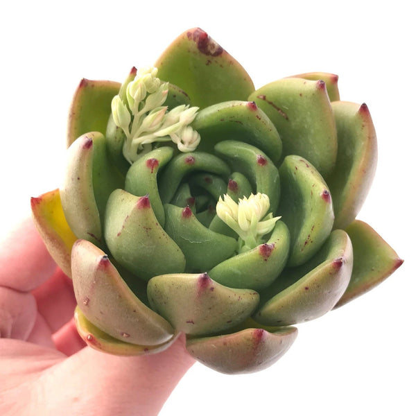 Echeveria Agavoides 'Old Love' 3"-4" Rare Succulent Plant