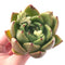 Echeveria Agavoides 'Old Love' 3"-4" Rare Succulent Plant