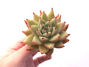 Echeveria Agavoides Maria 2"-3" Rare Succulent Plant