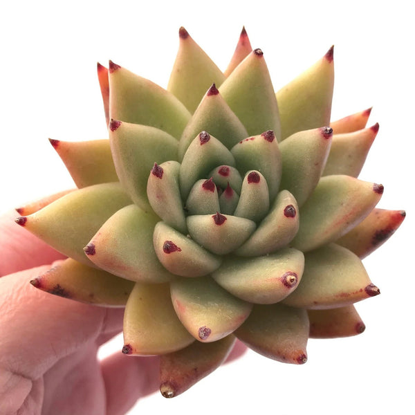 Echeveria Agavoides Maria 2"-3" Rare Succulent Plant