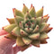 Echeveria Agavoides Maria 2"-3" Rare Succulent Plant