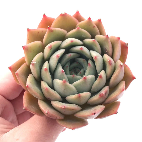 Echeveria Regina Ballard 3" Rare Succulent Plant