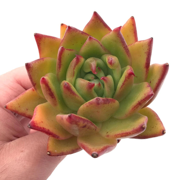 Echeveria Agavoides Ebony 3" Rare Succulent Plant