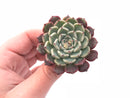 Echeveria Sarahime 2"-3" Rare Succulent Plant