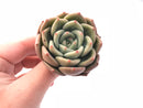 Echeveria White Champagne 2"-3" Rare Succulent Plant