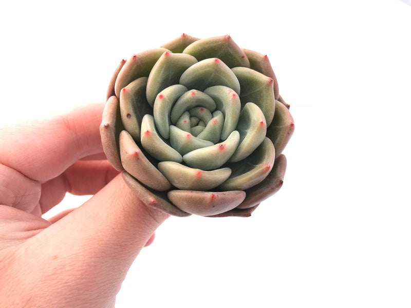 Echeveria White Champagne 2"-3" Rare Succulent Plant