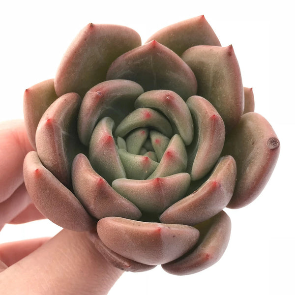 Echeveria Pink Champagne 2"-3" Rare Succulent Plant